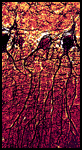 Brain Nerve Cells