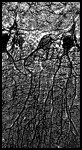 Brain Nerve Cells