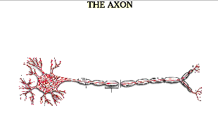 Neuron Diagram