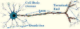 The Neuron