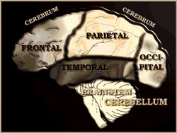 Brain Anatomy