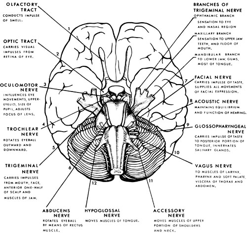 Cranial Nerves Diagram