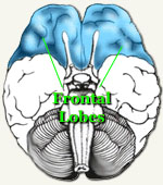 Frontal Lobes