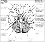 Cranial Nerves - Neurological Exam after Concussion