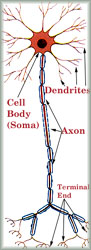 Axon